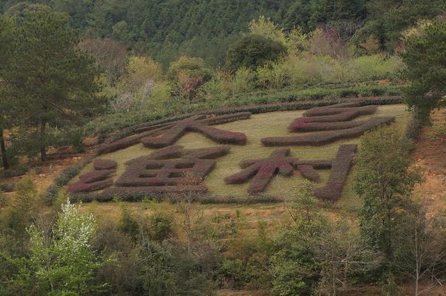 漳平市—之水岸茶园之恬静九鹏溪