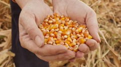 又到一年备春耕，种植户们该如何选购玉米良种？