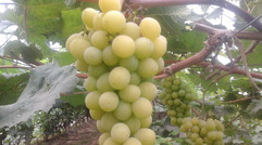 优质品种葡萄
