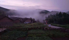 云雾缭绕的竹海仙境