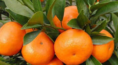 橘园可供游客采摘