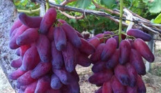 原生态葡萄的种植