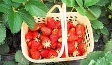 草莓富含维生素C等营养物质