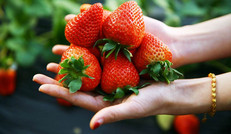 草莓有养颜美容之功效