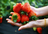 草莓主要品种
