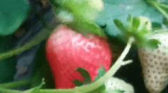 生态大个头草莓