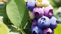生态种植的蓝莓