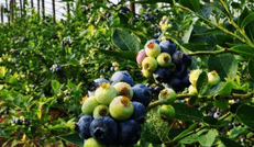 生态有机蓝莓大果