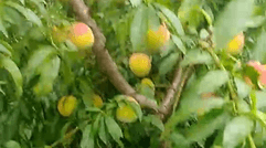 采摘园种植的蜜桃